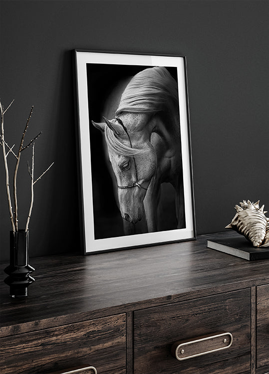 Plakat biały ogier