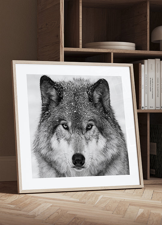 Wolf Portrait Plakater