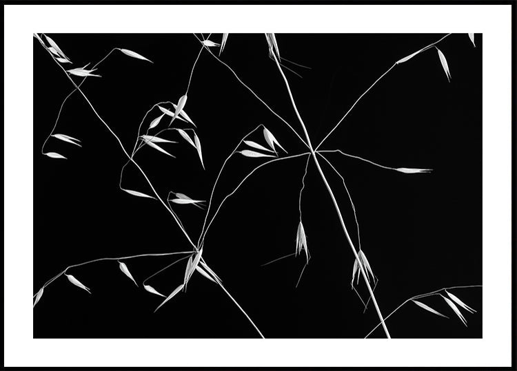 Crossed Lines - Posterbox