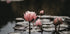 Pink Lotus Flowers Plakat - Posterbox.dk