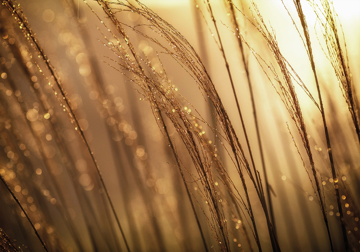 Autumn Dew Plakat - Posterbox.dk