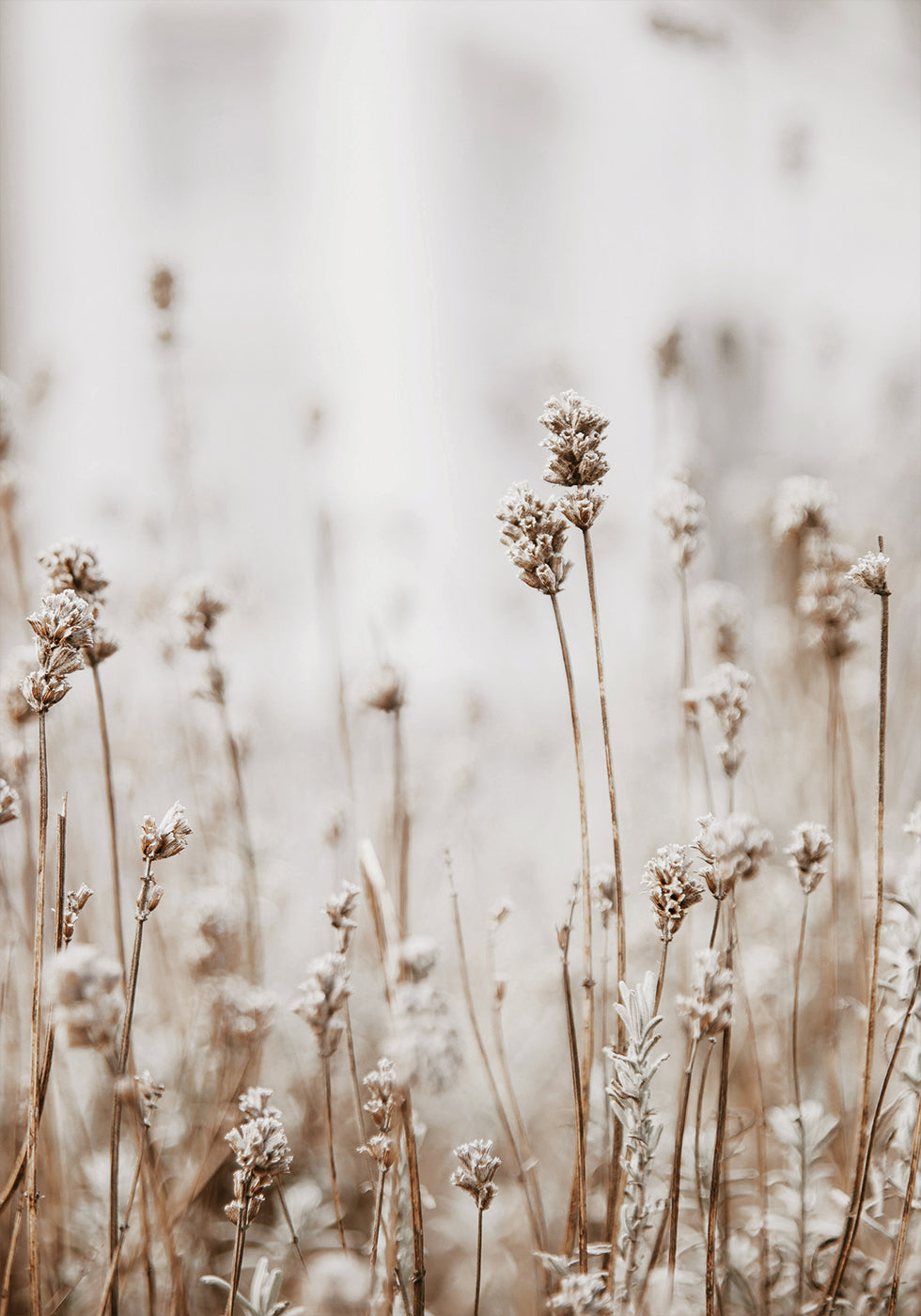 Autumn Dried Flowers Plakat - Posterbox.dk