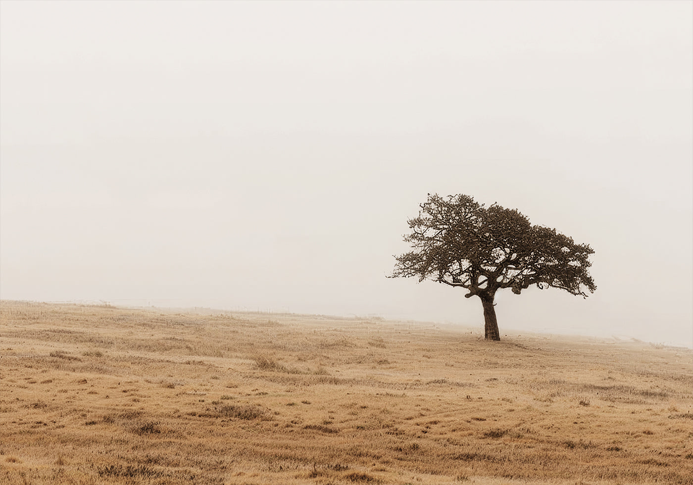 Autumn Grassy Field and Solitary Tree Plakat - Posterbox.dk