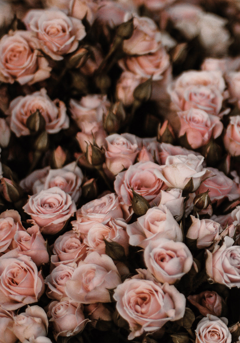 Blush Pink Roses Plakat - Posterbox.dk