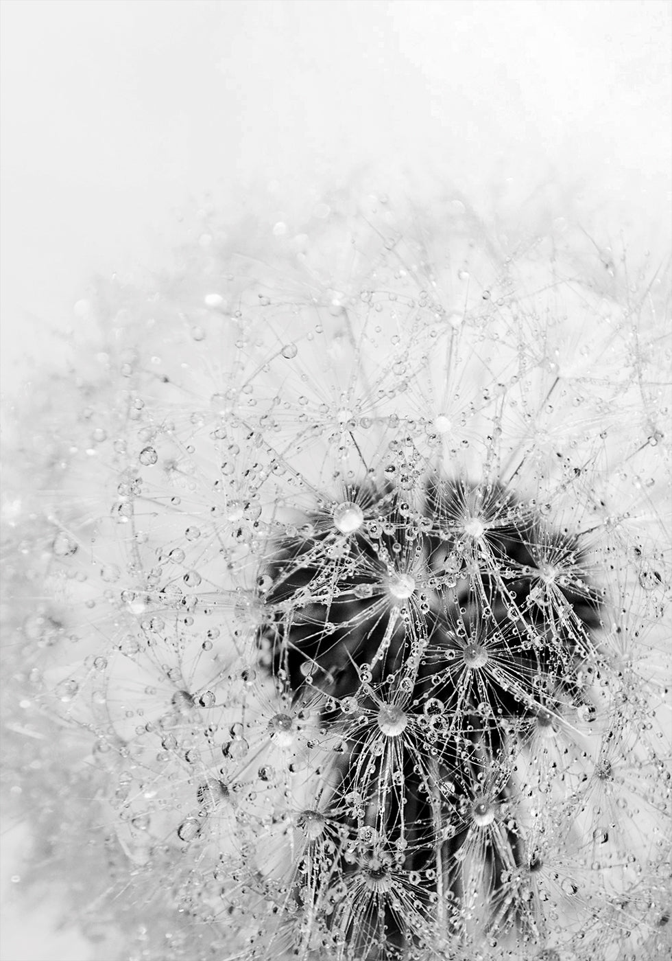 Dandelion Flower with Dew Plakat - Posterbox.dk
