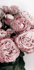 Elegant Pink Roses Plakat - Posterbox.dk