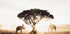 Elephants and Tree at Sunrise Plakat - Posterbox.dk