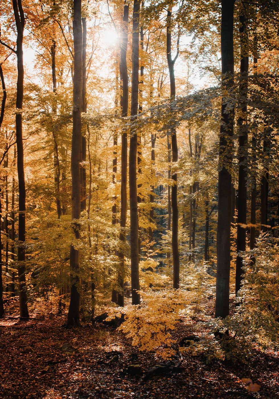 Golden Autumn Forest Plakat - Posterbox.dk
