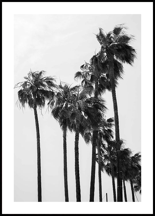 Palm Trees Plakat - Posterbox.dk