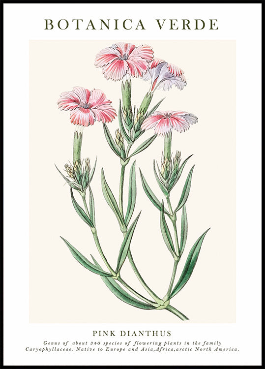 Pink Dianthus Botanical Plakat - Posterbox.dk