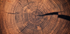 Rings of Time: A Tree’s Life Story Plakat - Posterbox.dk