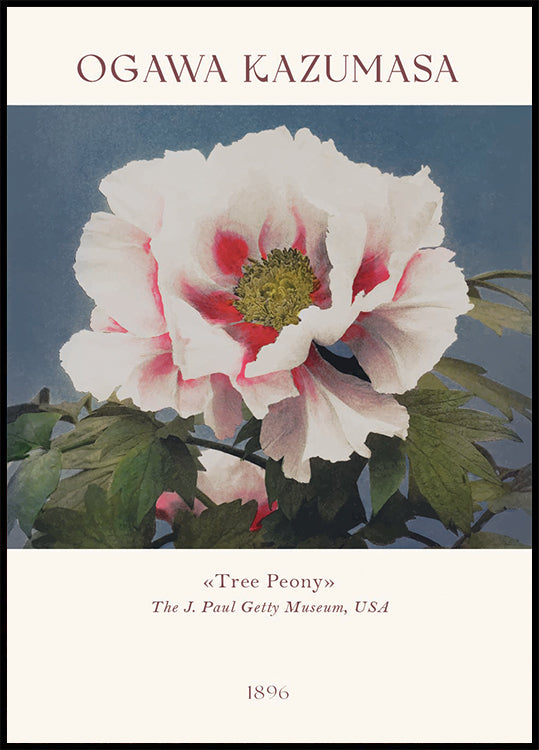 Tree Peony, Ogawa Kazumasa Foral Plakat - Posterbox.dk