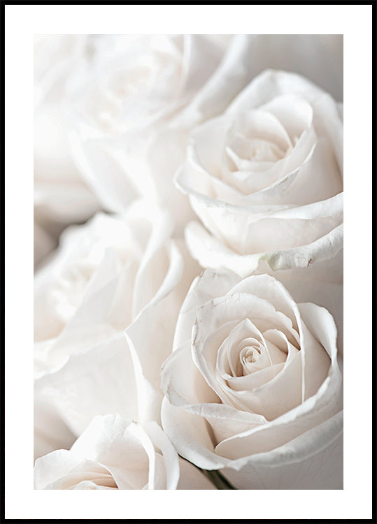 White Blossoming Roses Plakat - Posterbox.dk