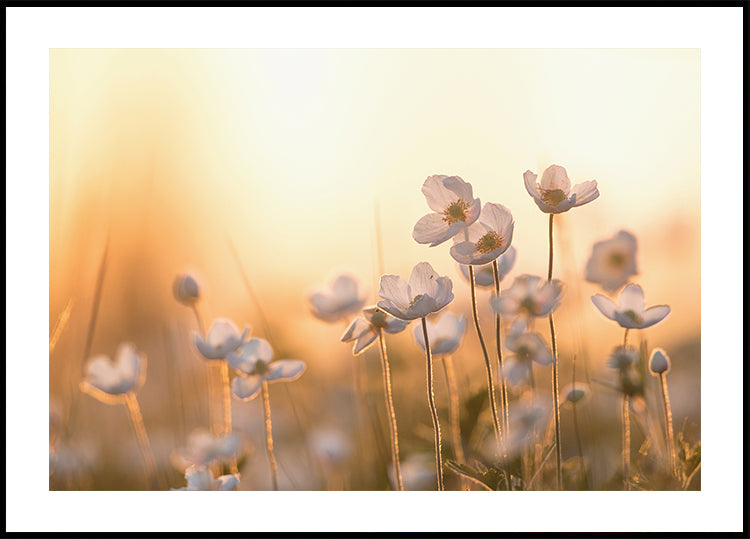 Wild Anemone at Sunset Plakat - Posterbox.dk
