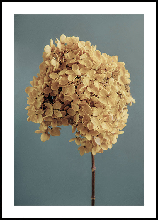 Yellow Hydrangea Plakat - Posterbox.dk