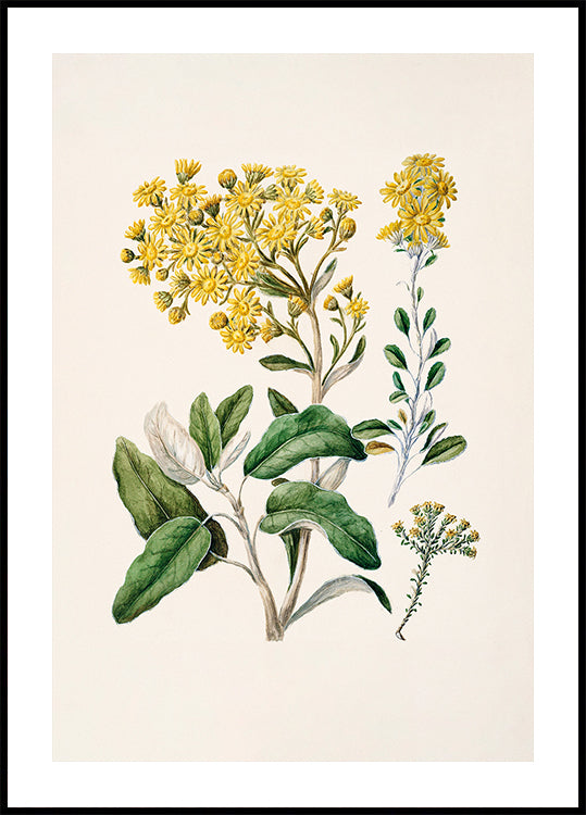 Ilustracja botaniczna przedstawiająca różnorodne żółte kwiaty i zielone liście na jasnym tle.