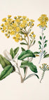Obrazek jest ilustracją botaniczną przedstawiającą różnorodne żółte kwiaty i zielone liście.