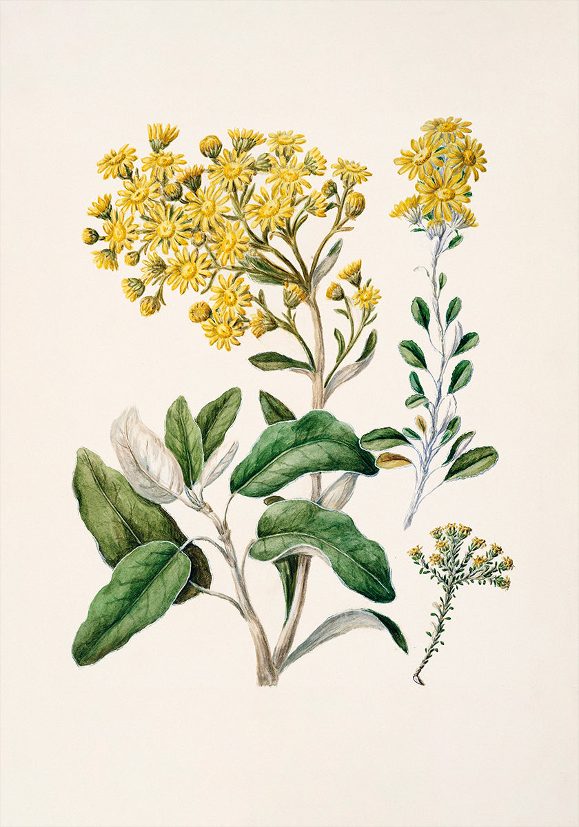 Obrazek jest ilustracją botaniczną przedstawiającą różnorodne żółte kwiaty i zielone liście.