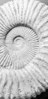 Ancient Spiral Dreams - Posterbox