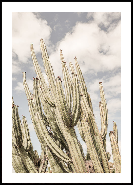 Desert Sentinels - Posterbox