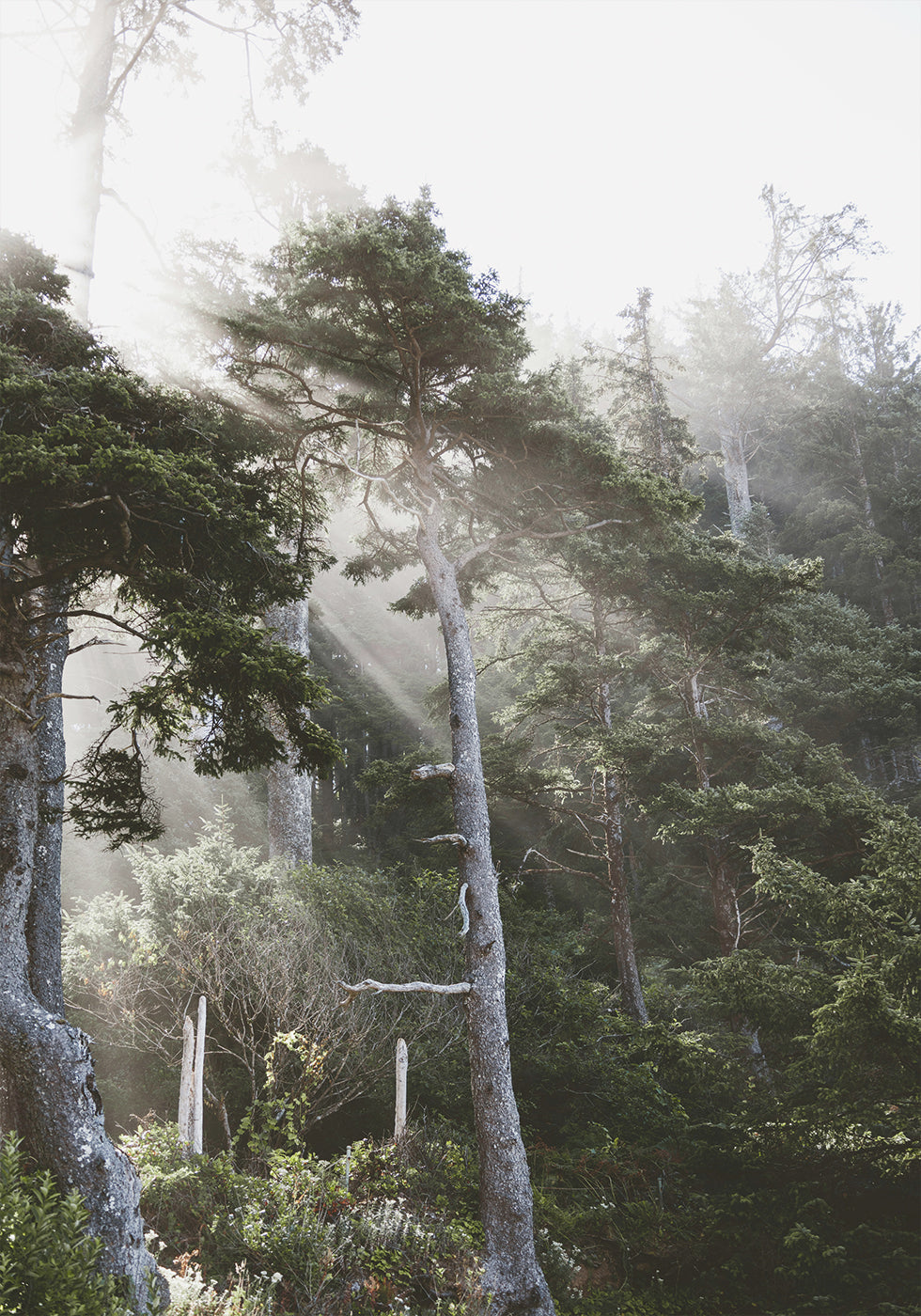Sunshine Through The Fog Plakat - Posterbox.dk