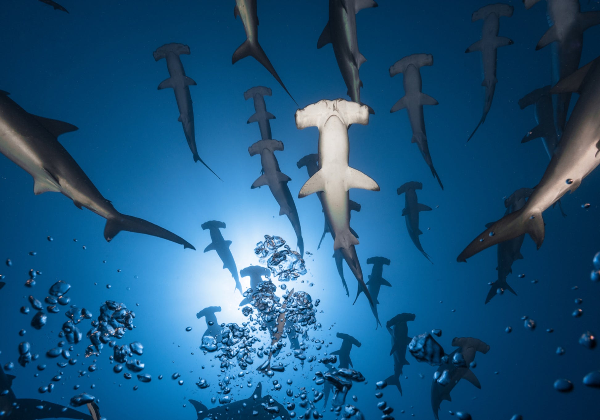 Szkoła Hammerhead pod wodą