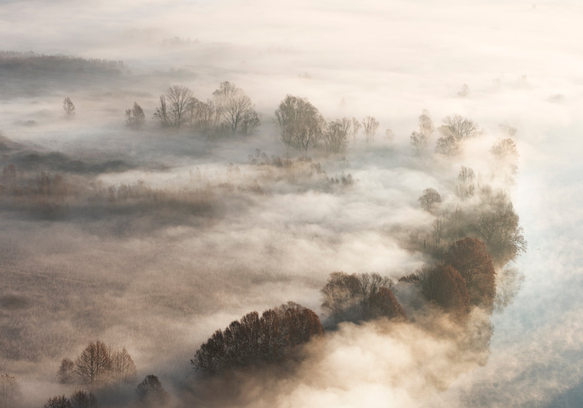 Złote Mgłowe Drzewa