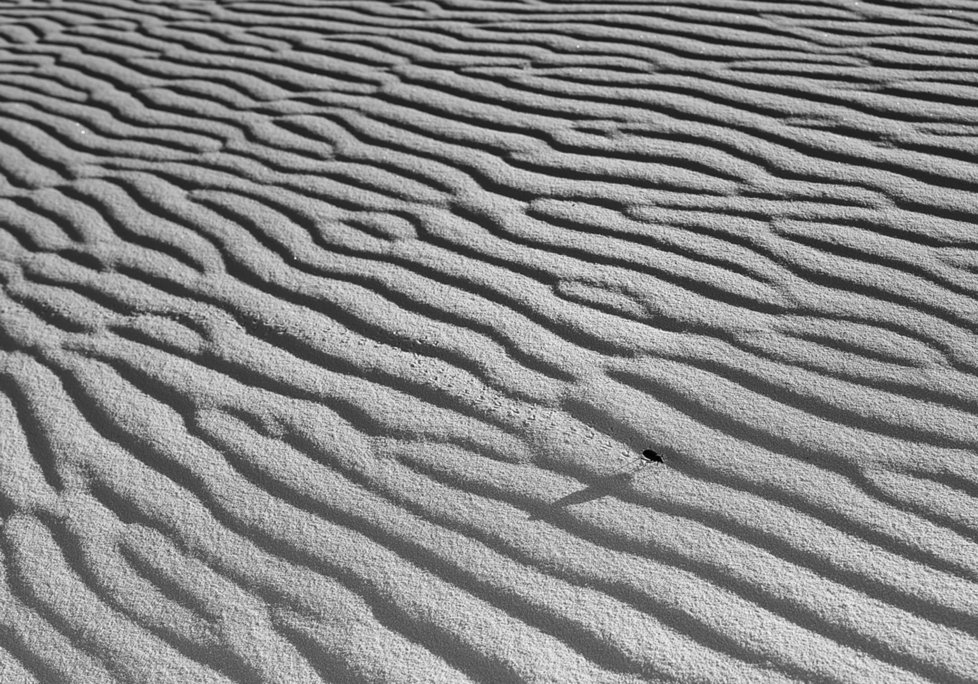 Rippled Piasek I Owad