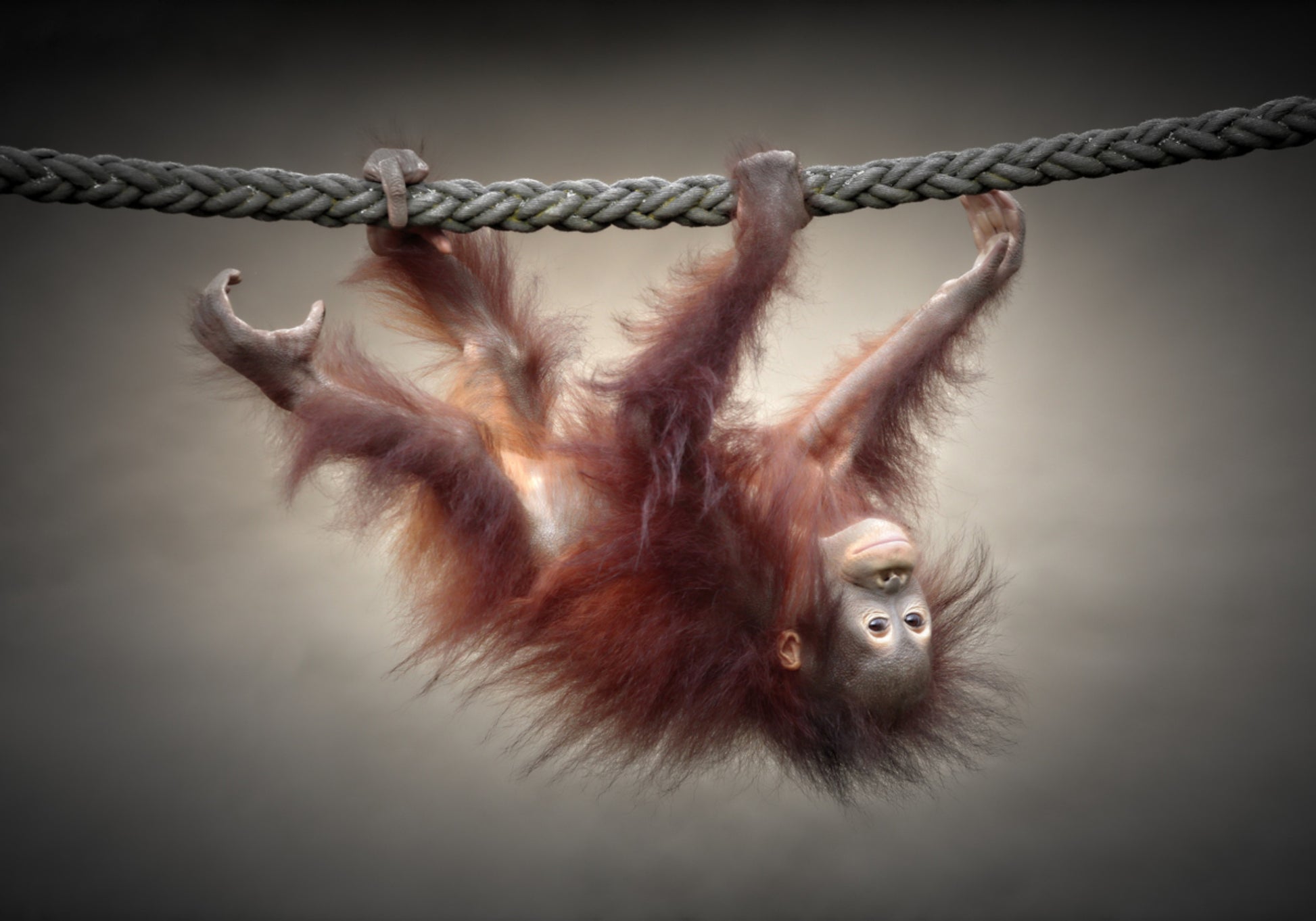 Zabawny mały orangutan