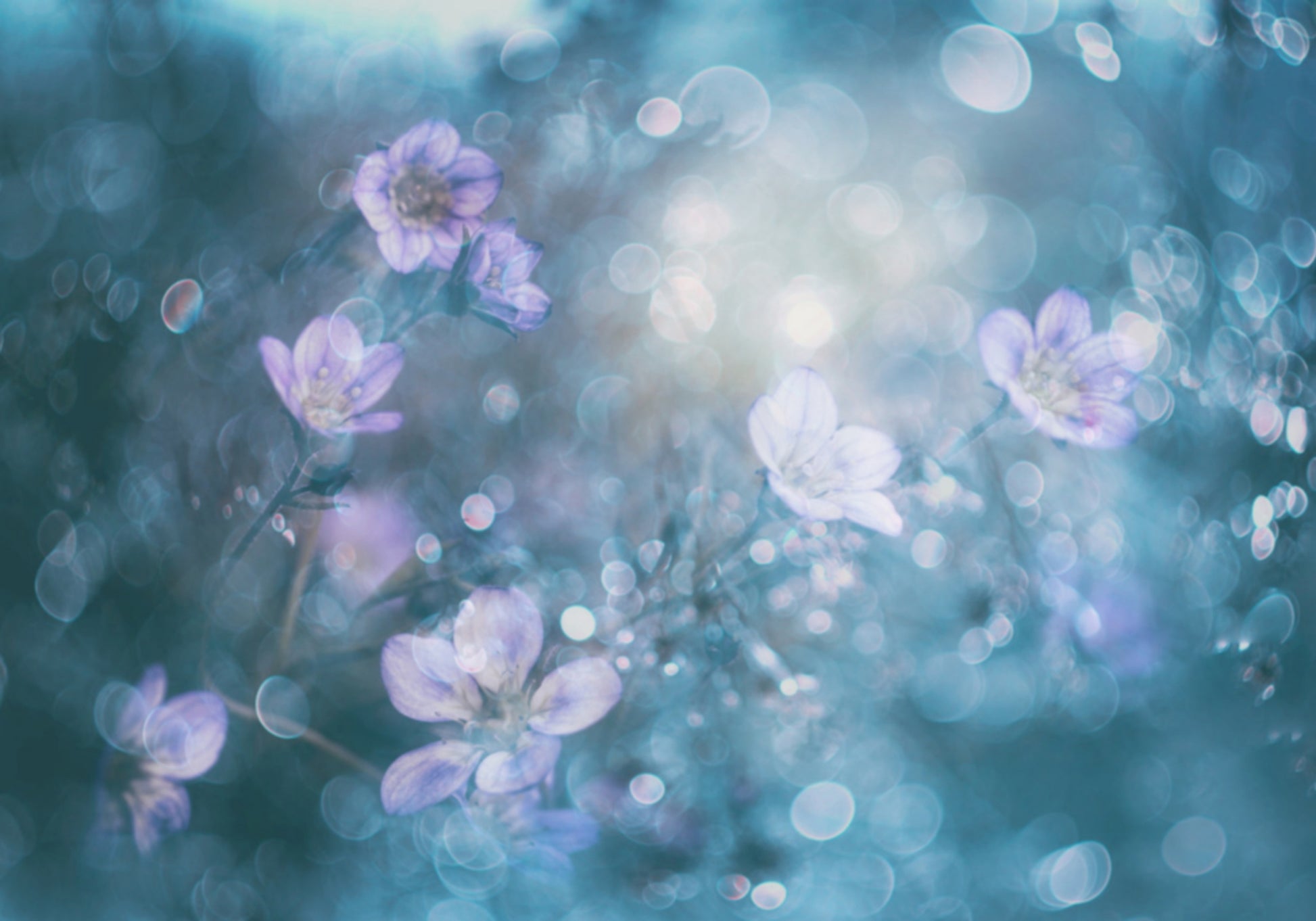 Marzycielskie kwiaty Bokeh