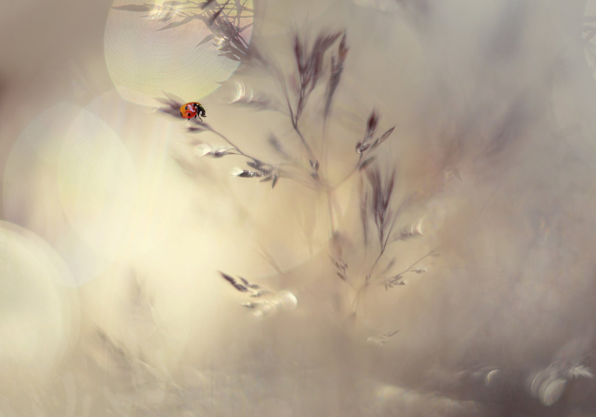 Marzycielski Biedronka Bokeh