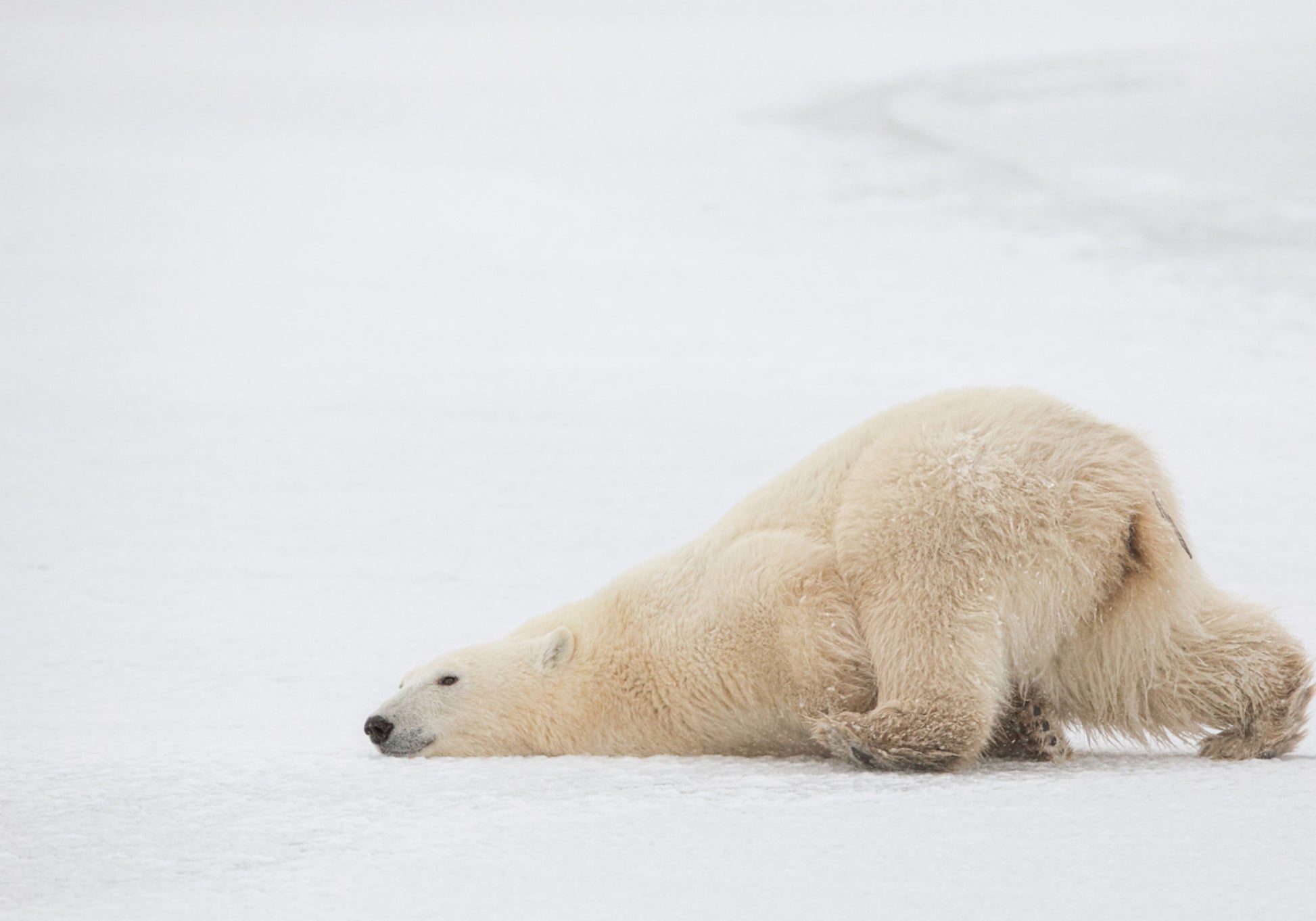 Spokojna drzemka niedźwiedzia polarnego