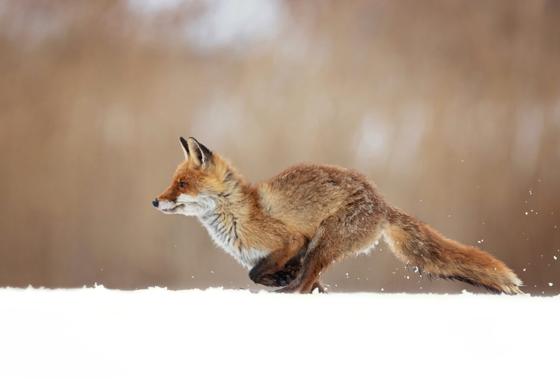 Sprint śnieżny Red Fox