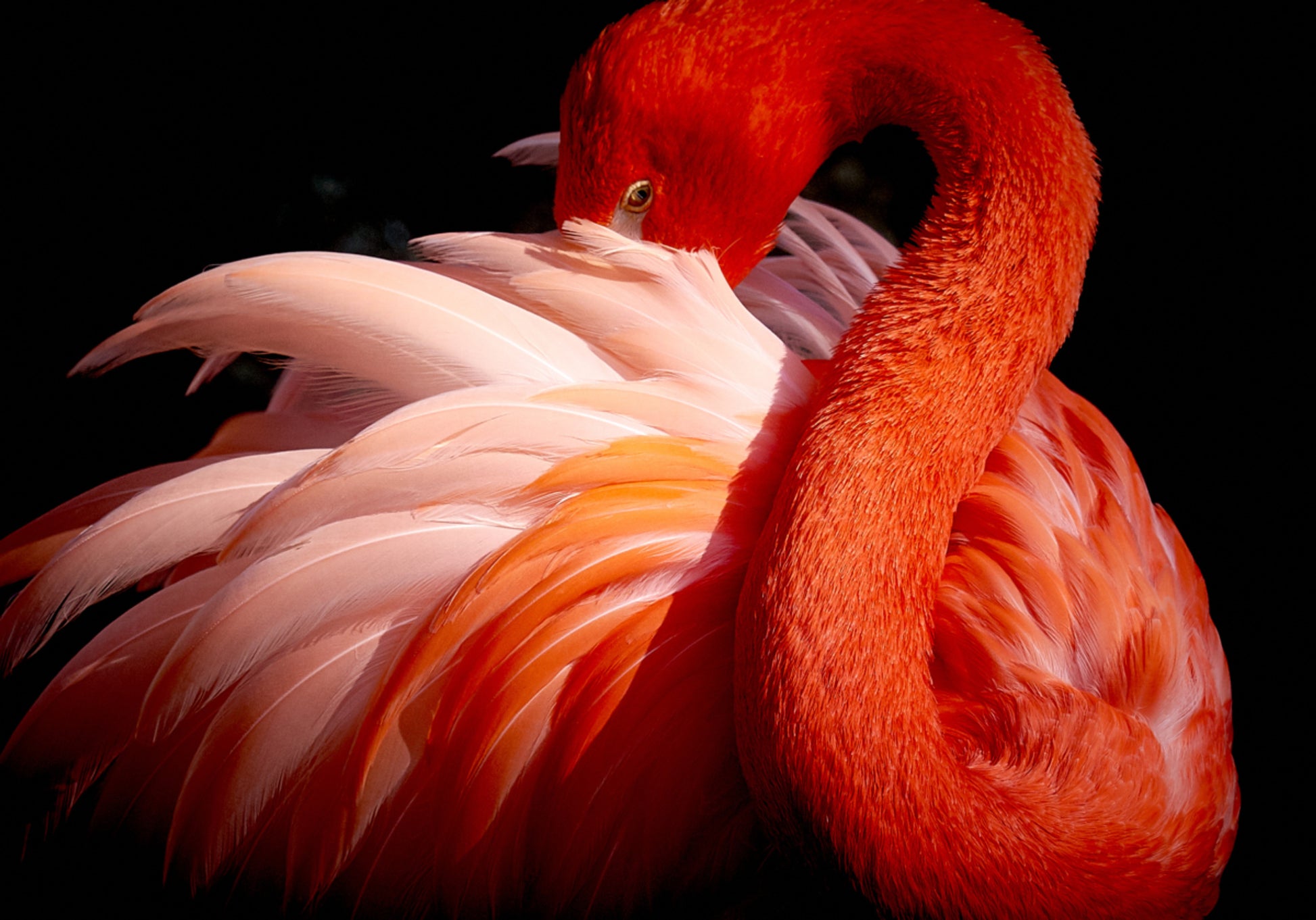 Elegancki różowy flaming