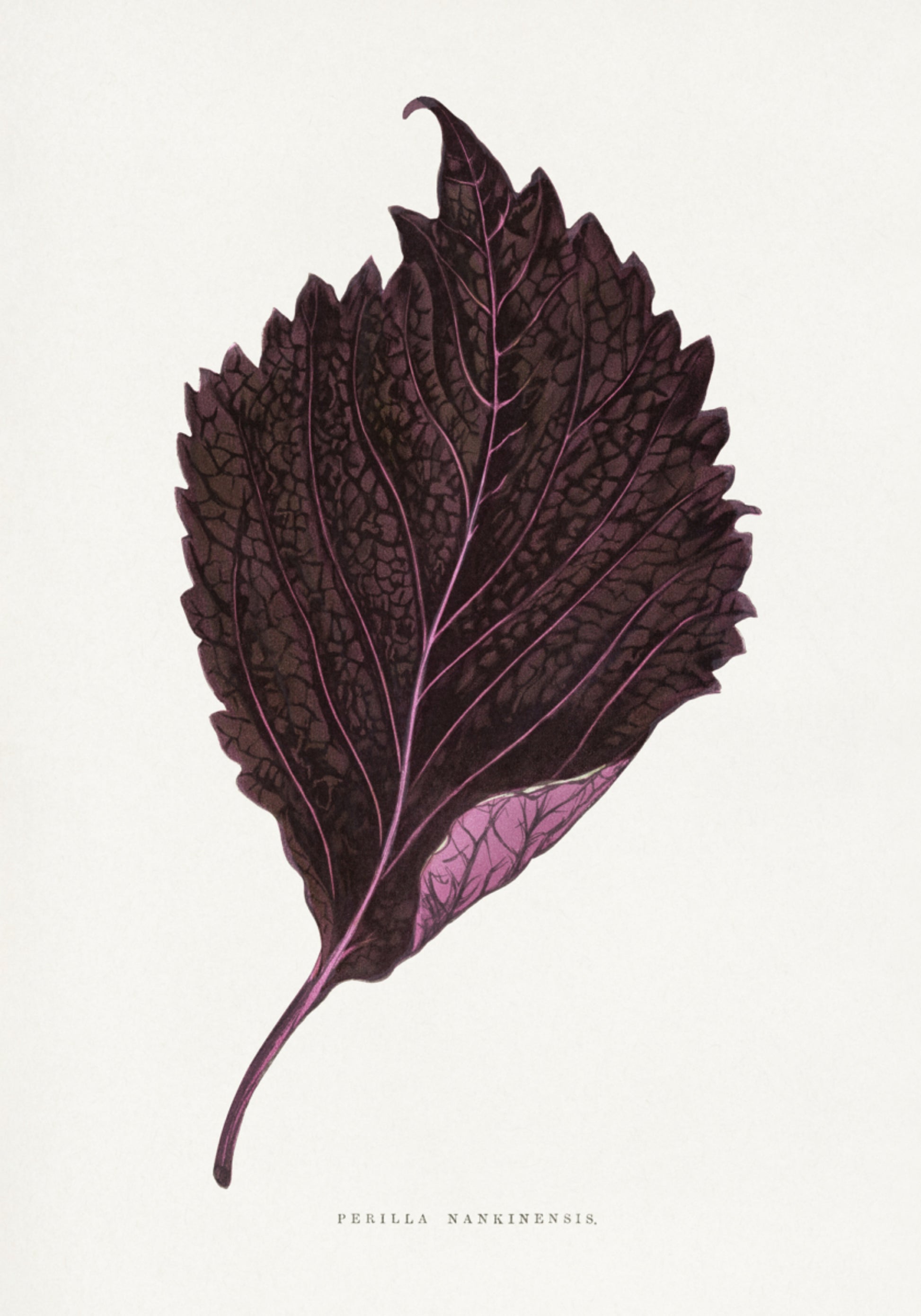 Ilustracja liścia różowej Perilla Nankinensis