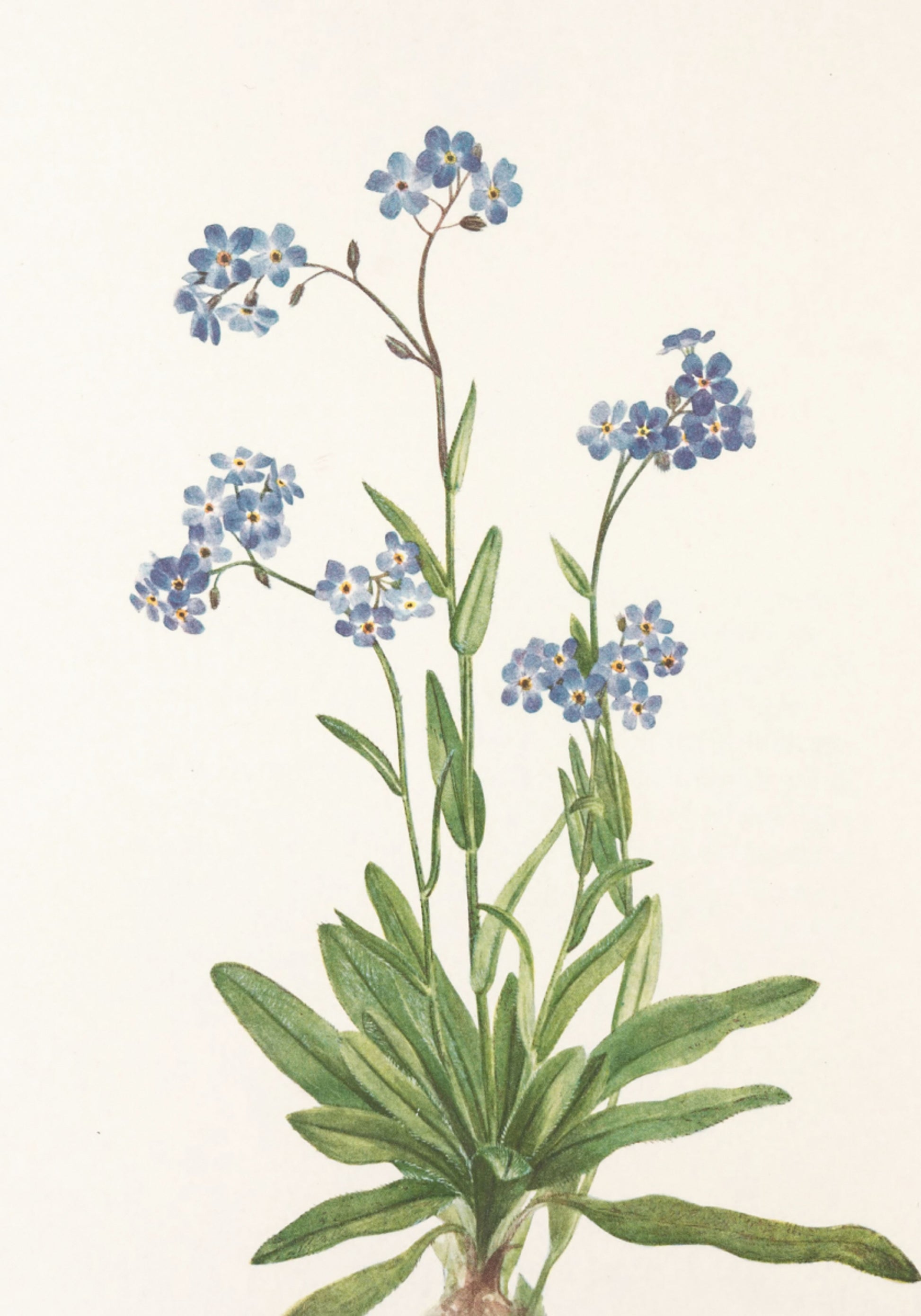 Alpine Nie zapomnij o mnie z północnoamerykańskich kwiatów (1925) autorstwa Mary Vaux Walcott