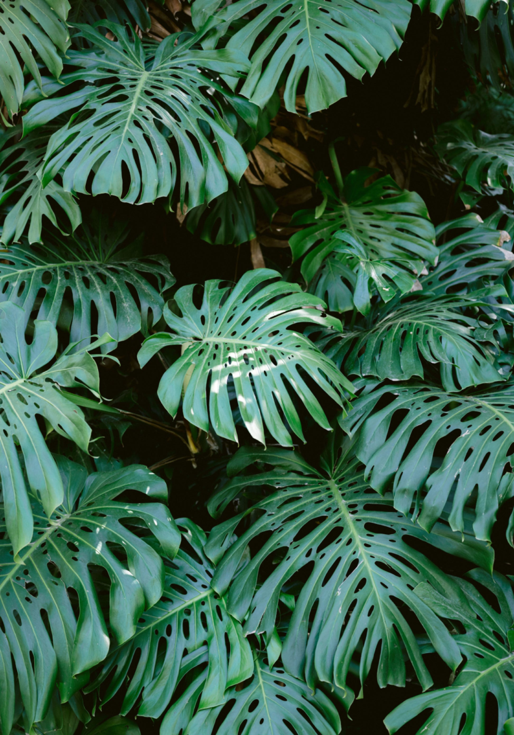 Ściana Monstera w Lizbonie