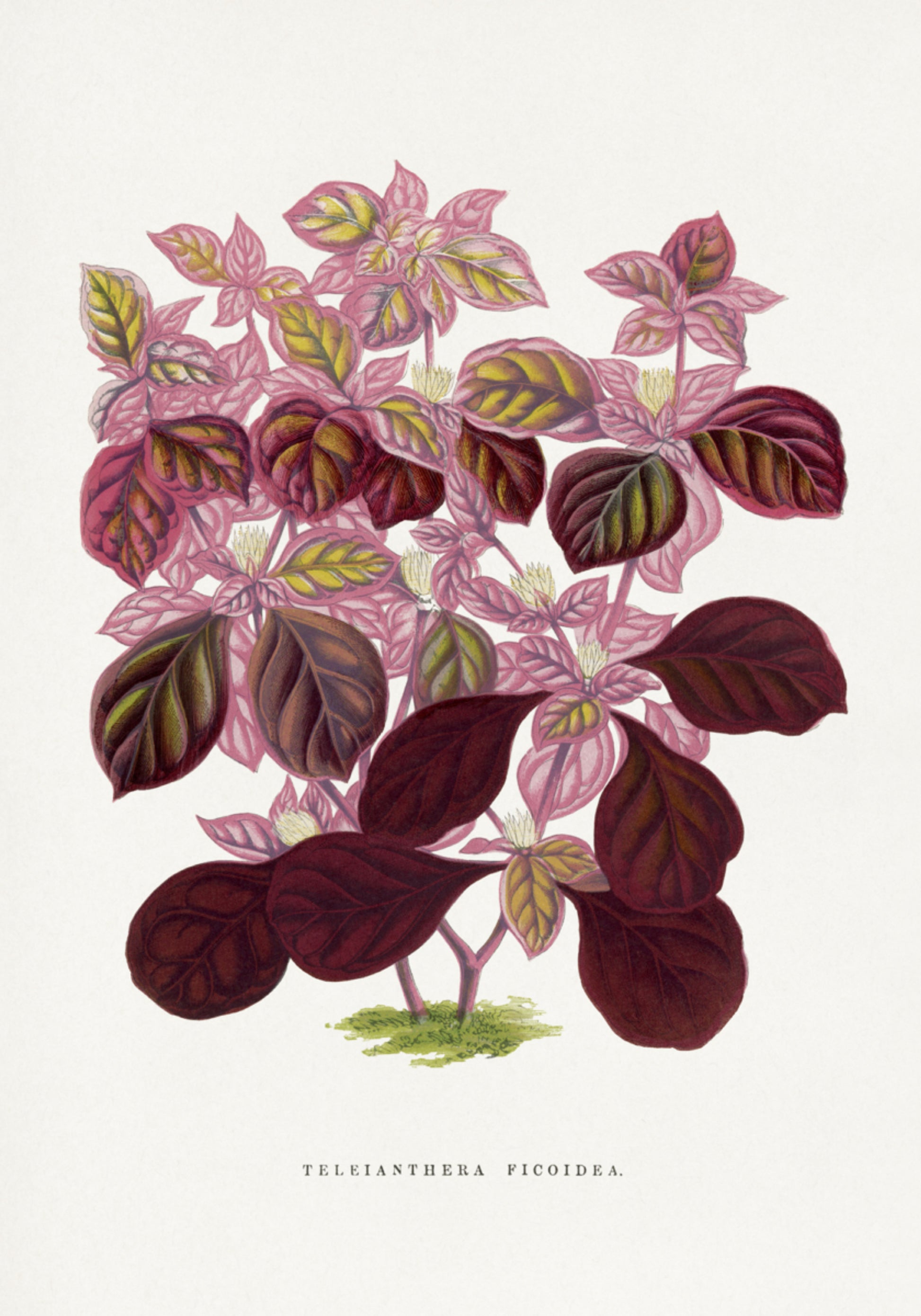 Różowa ilustracja liścia Teleianthera Ficoidea