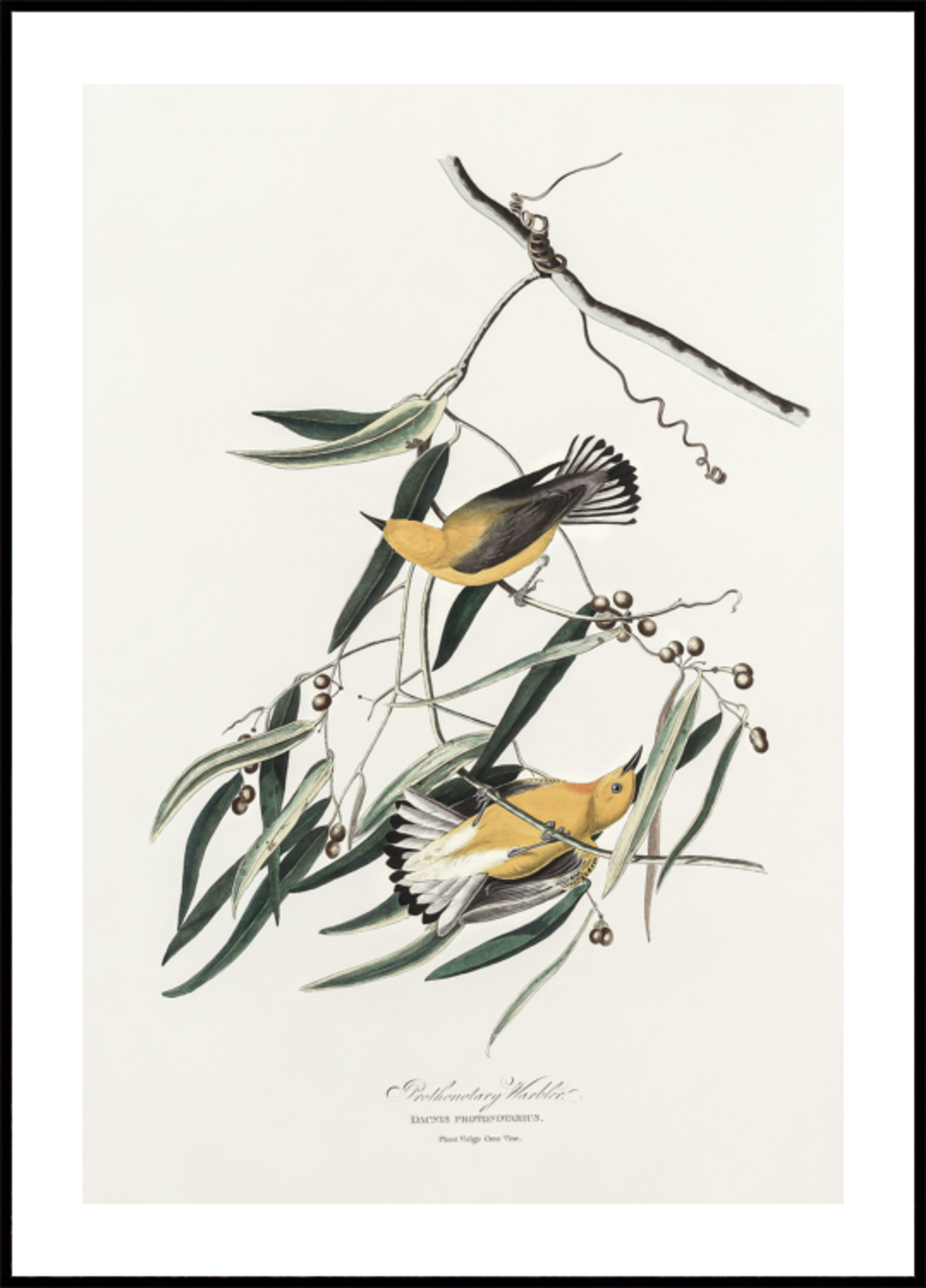 Prothonotary Warbler z ptaków Ameryki (1827)