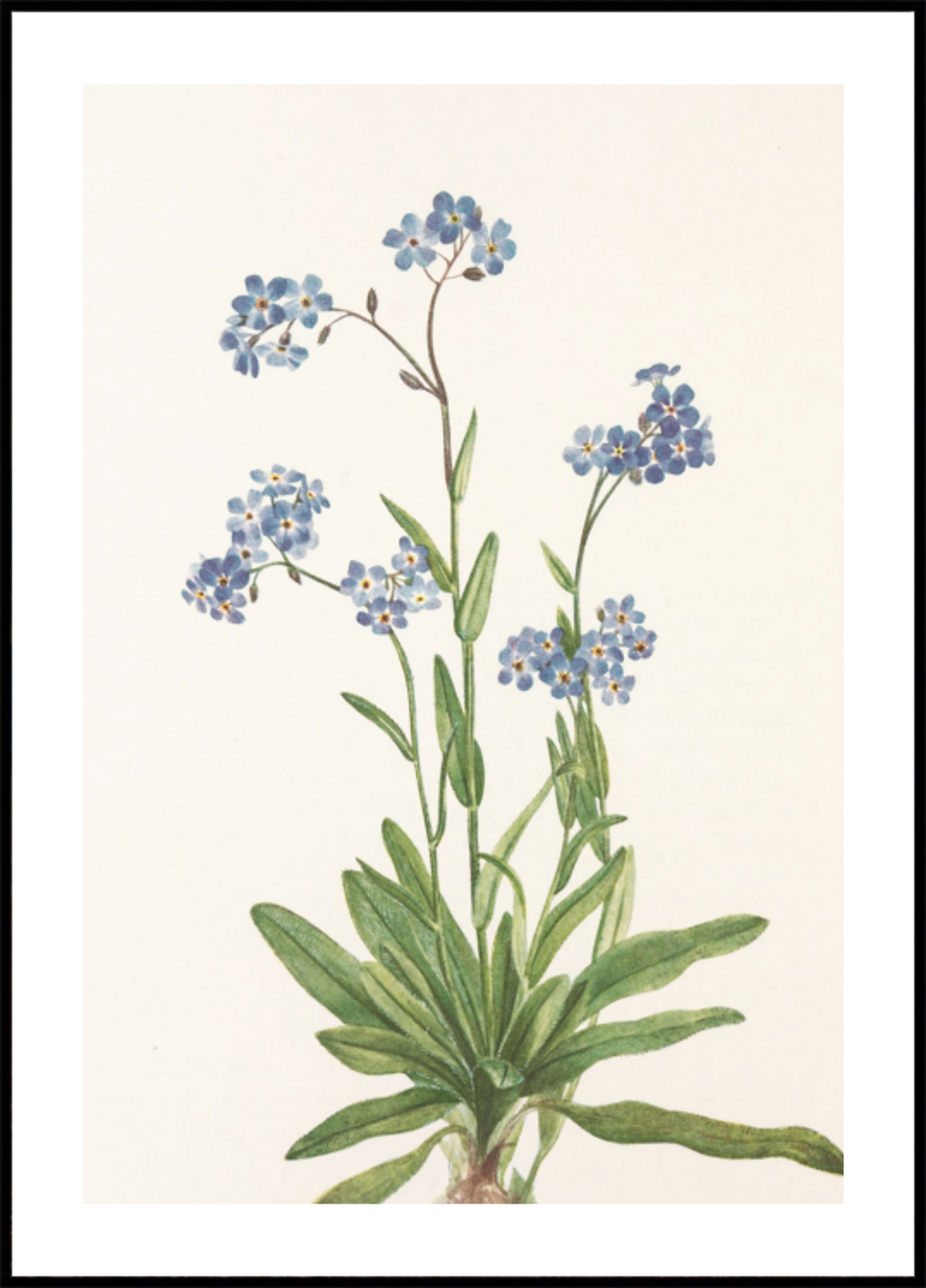 Alpine Nie zapomnij o mnie z północnoamerykańskich kwiatów (1925) autorstwa Mary Vaux Walcott