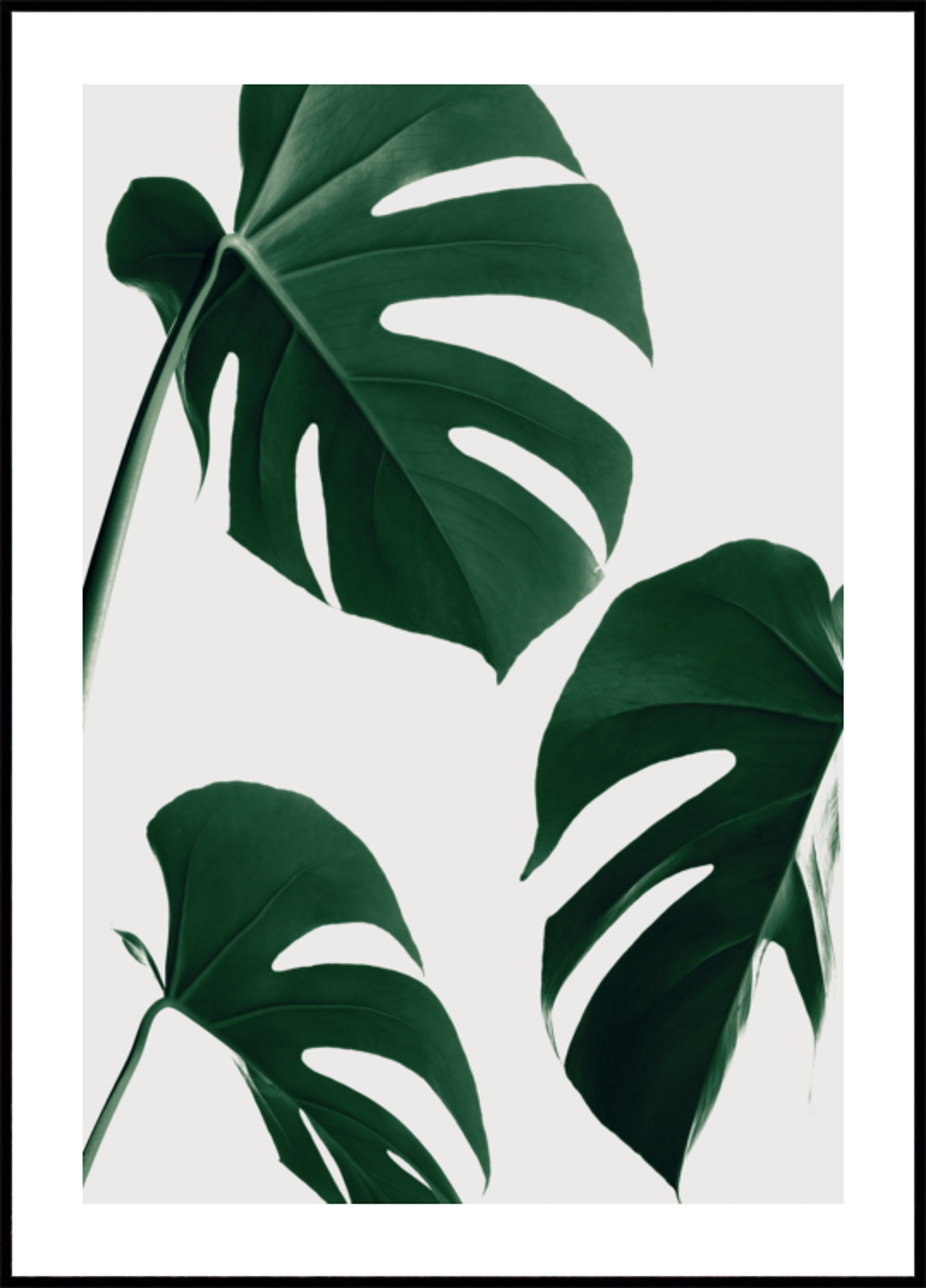 Świeże zielone liście Monstera