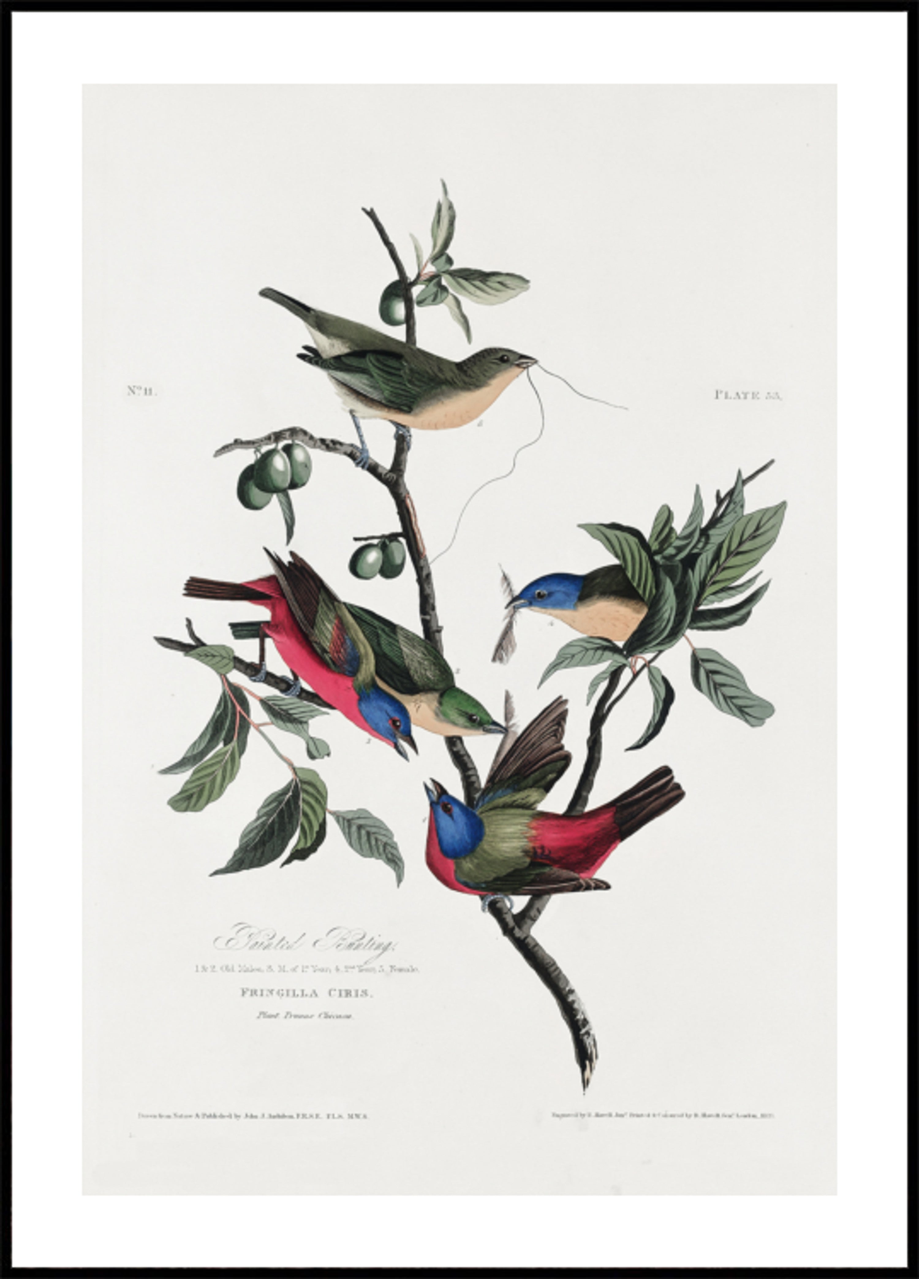 Malowana zięba z ptaków Ameryki (1827)