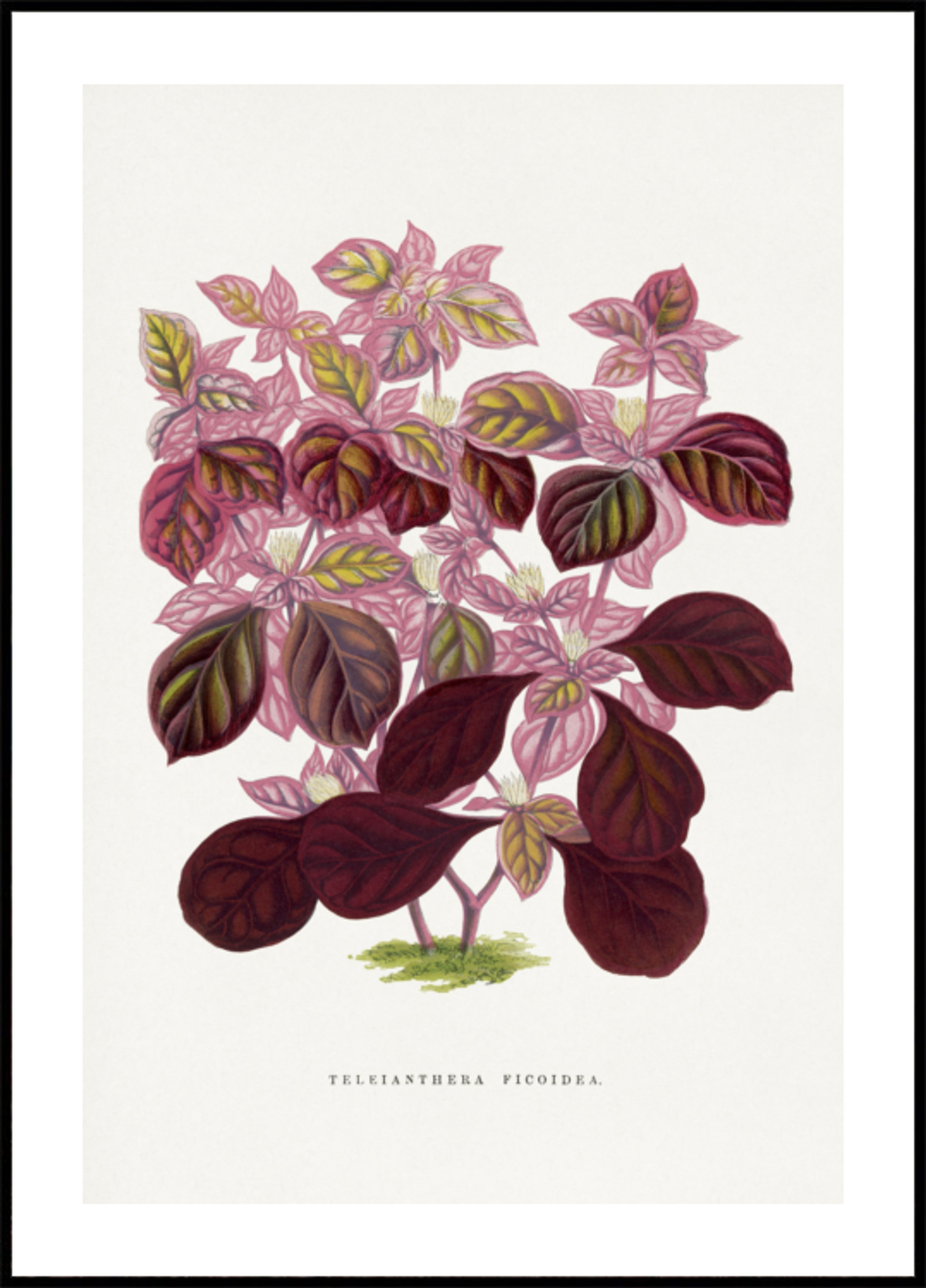 Różowa ilustracja liścia Teleianthera Ficoidea