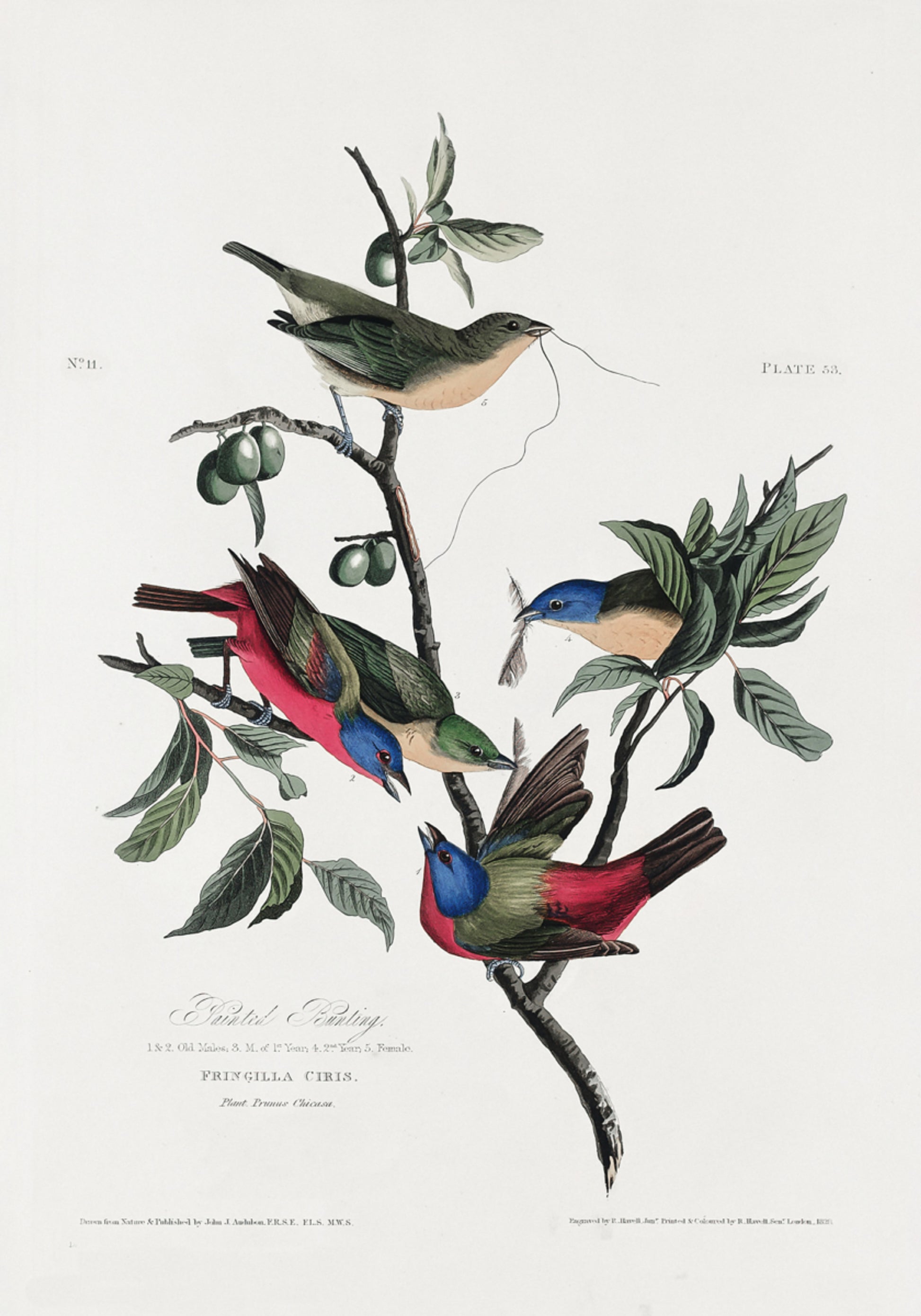 Malowana zięba z ptaków Ameryki (1827)