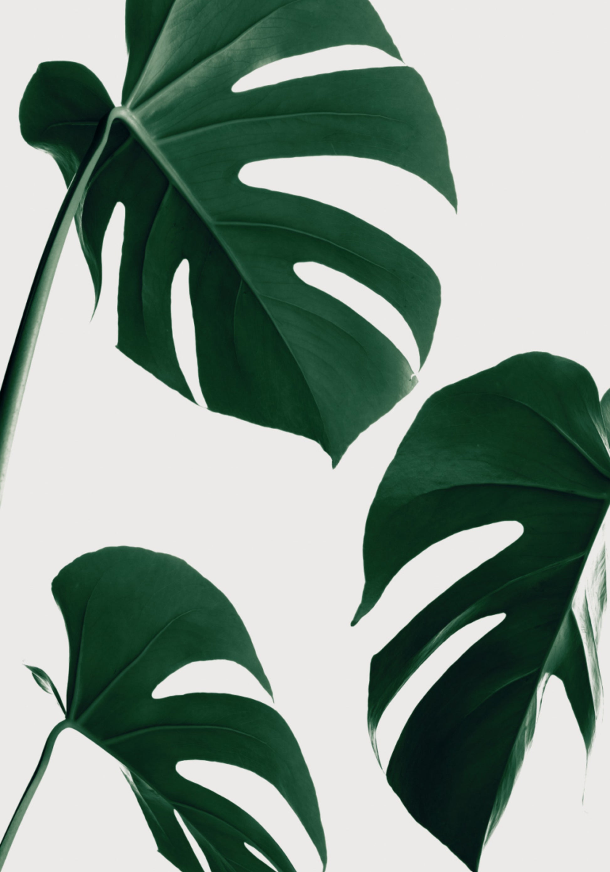 Świeże zielone liście Monstera