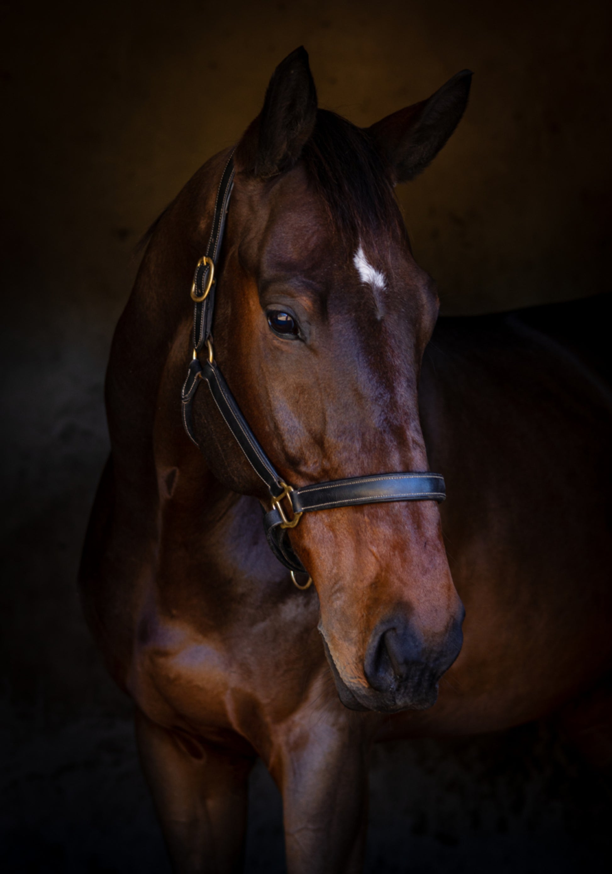 Majestatyczny portret konia