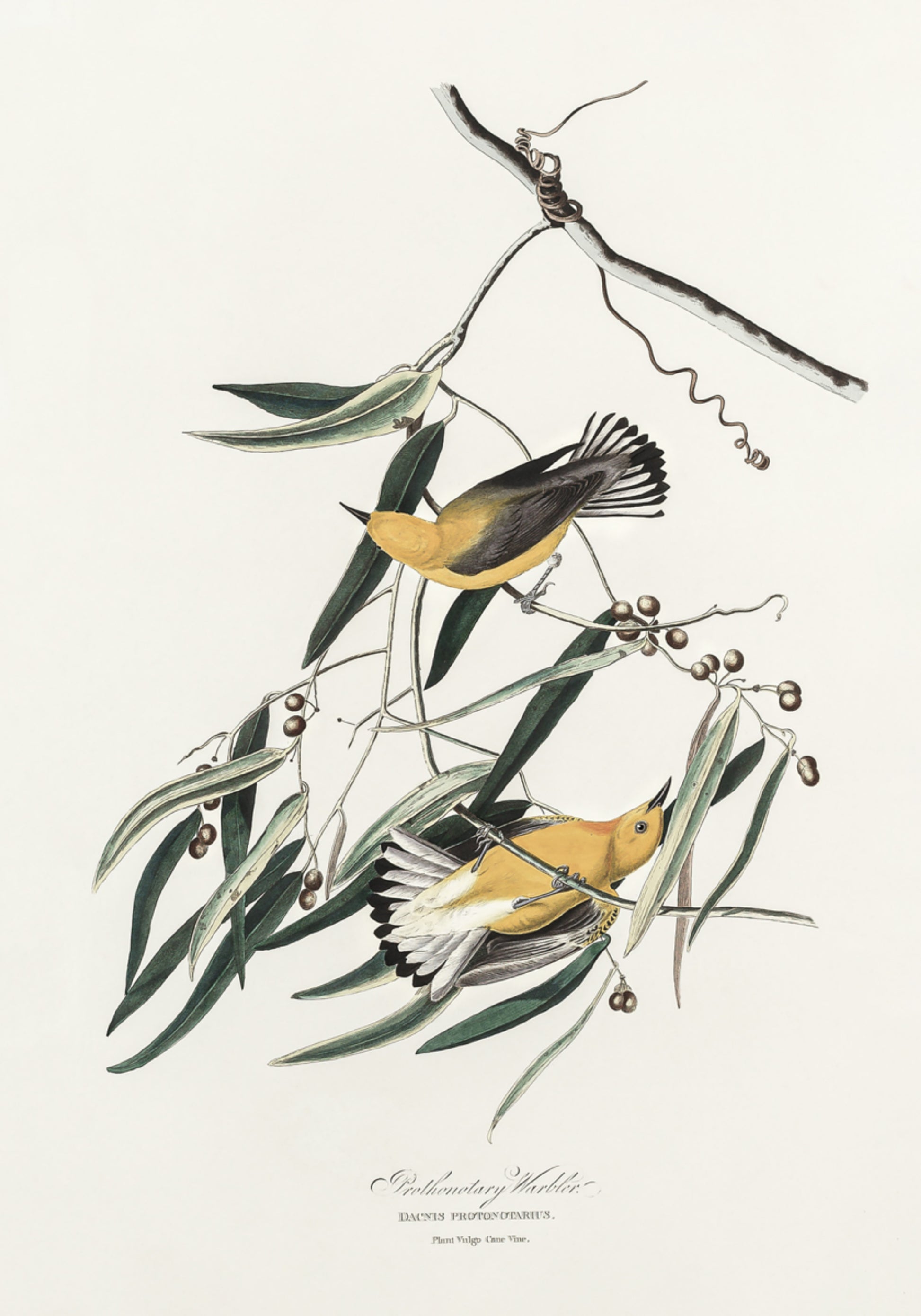 Prothonotary Warbler z ptaków Ameryki (1827)