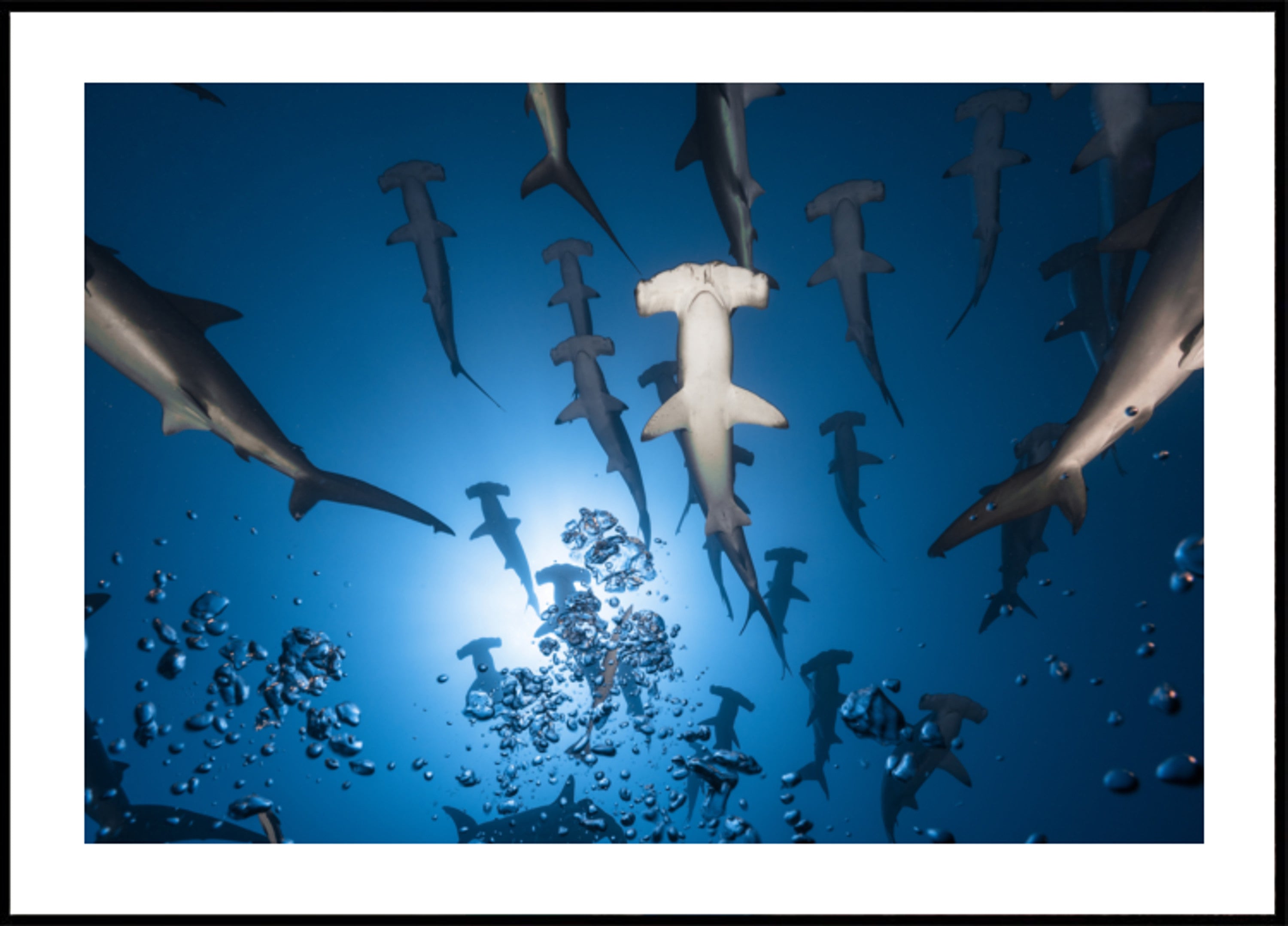 Szkoła Hammerhead pod wodą