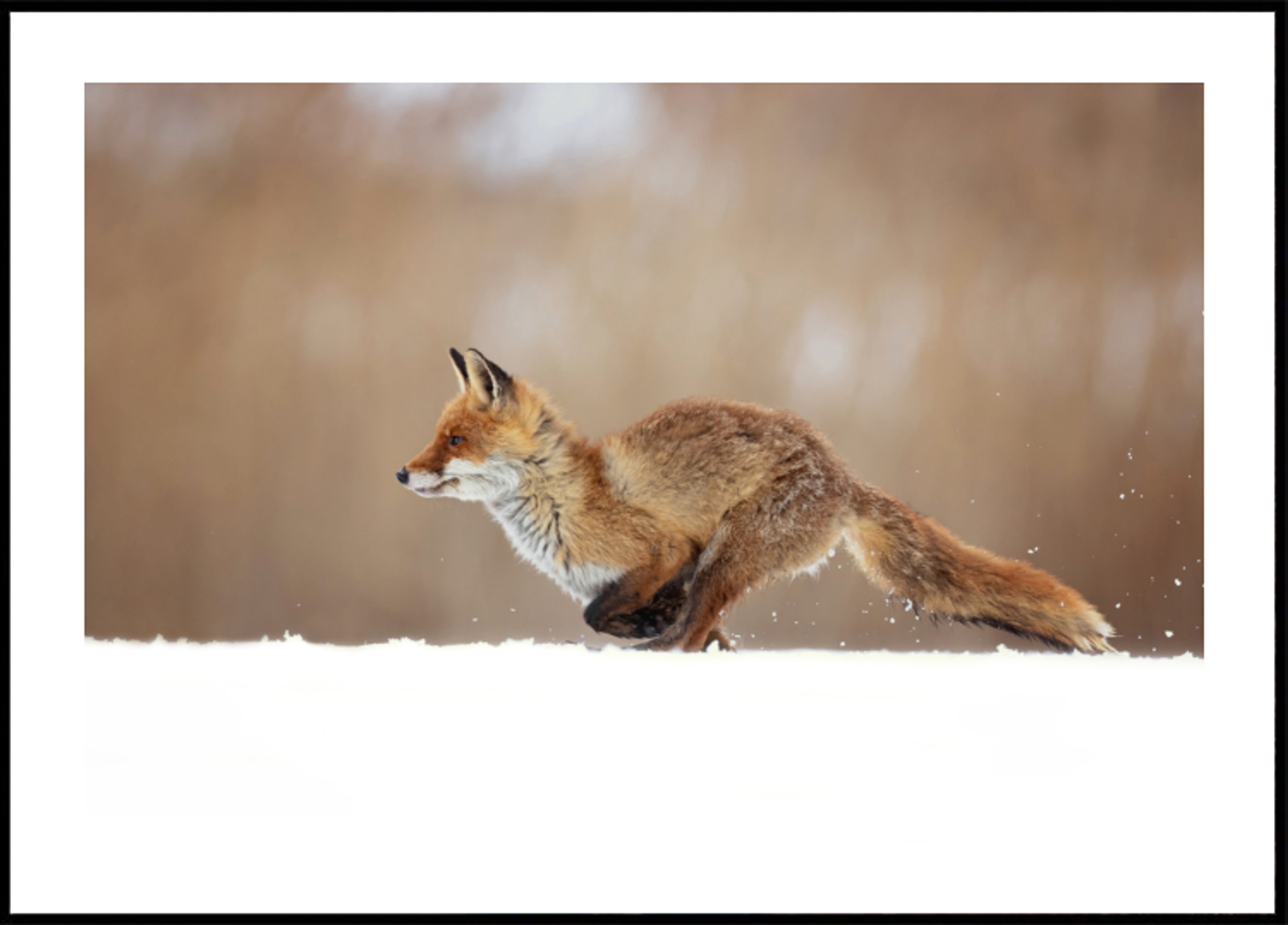 Sprint śnieżny Red Fox