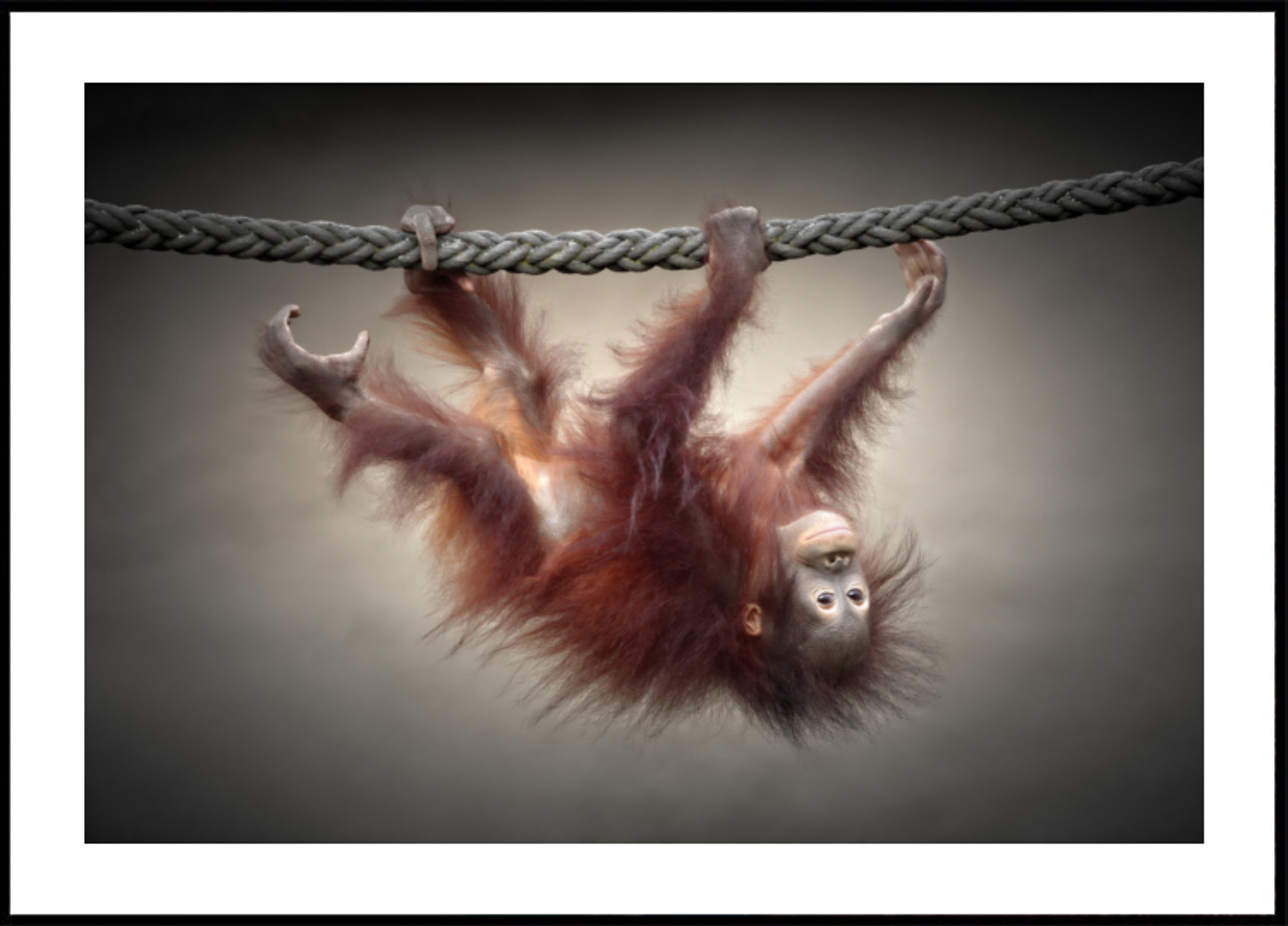 Zabawny mały orangutan